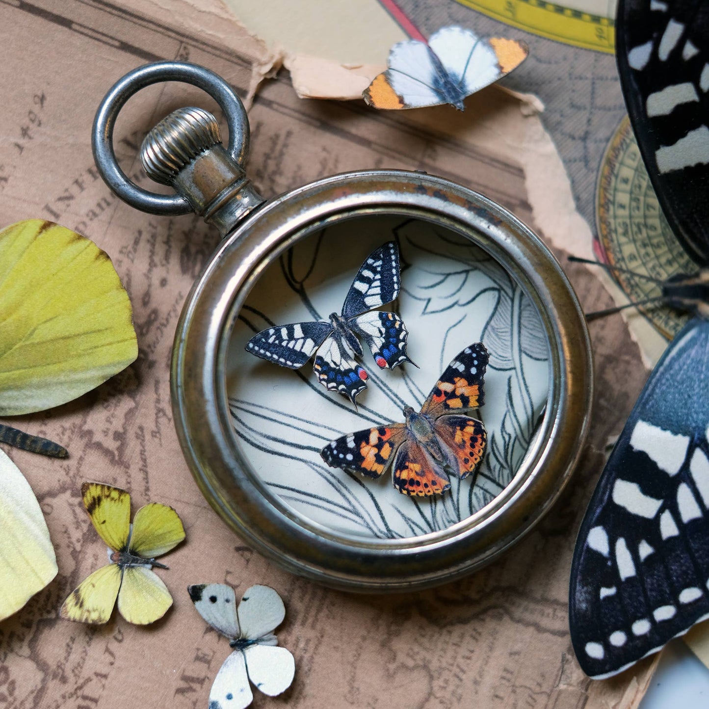 'North American' Butterfly Micro Collection