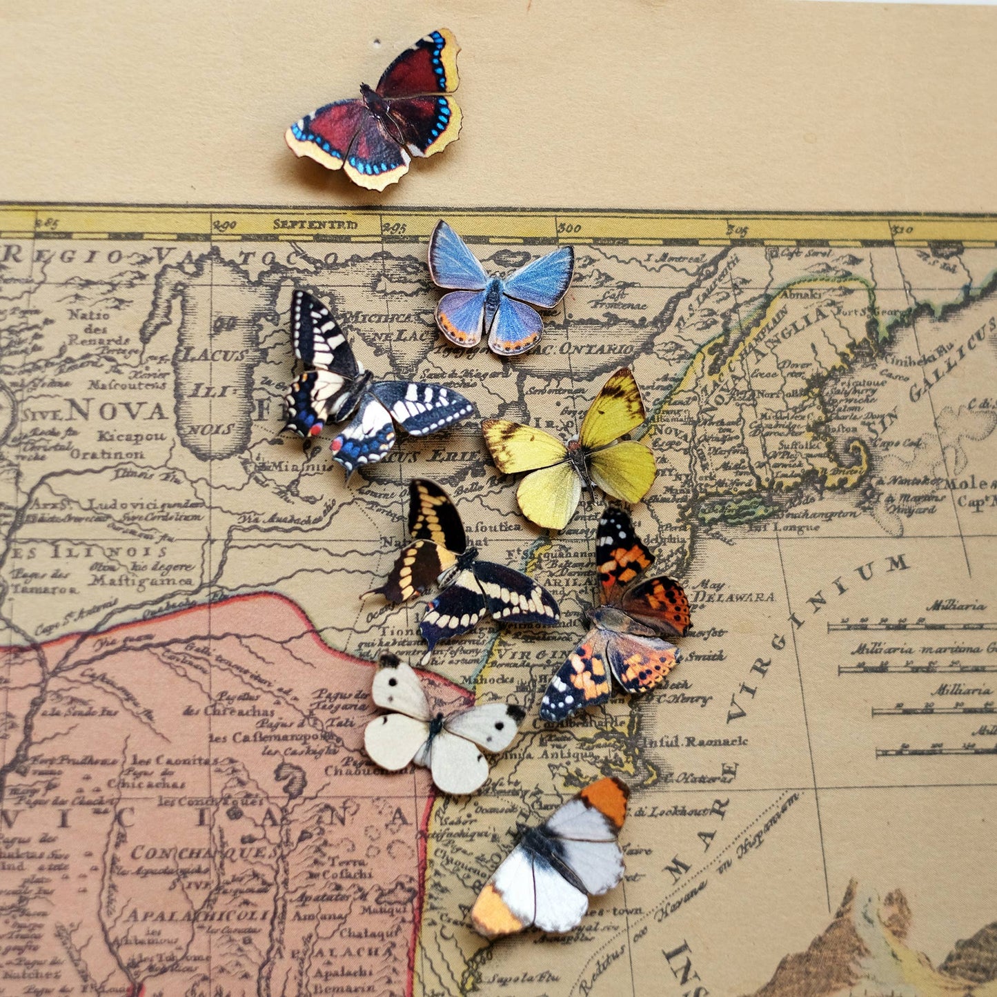 'North American' Butterfly Micro Collection