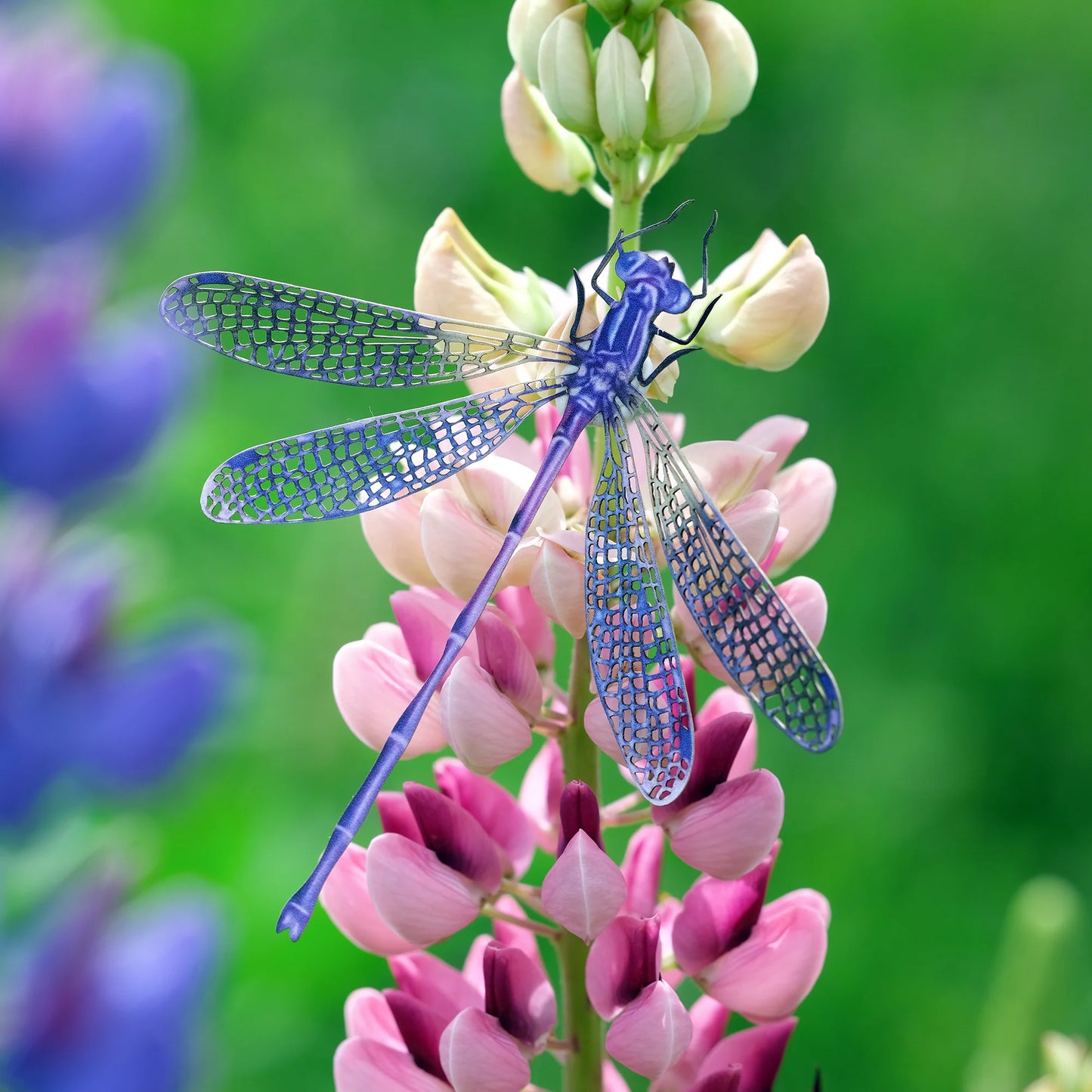 Dragonfly Specimen