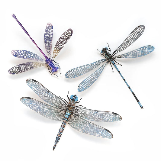 Dragonfly Specimen