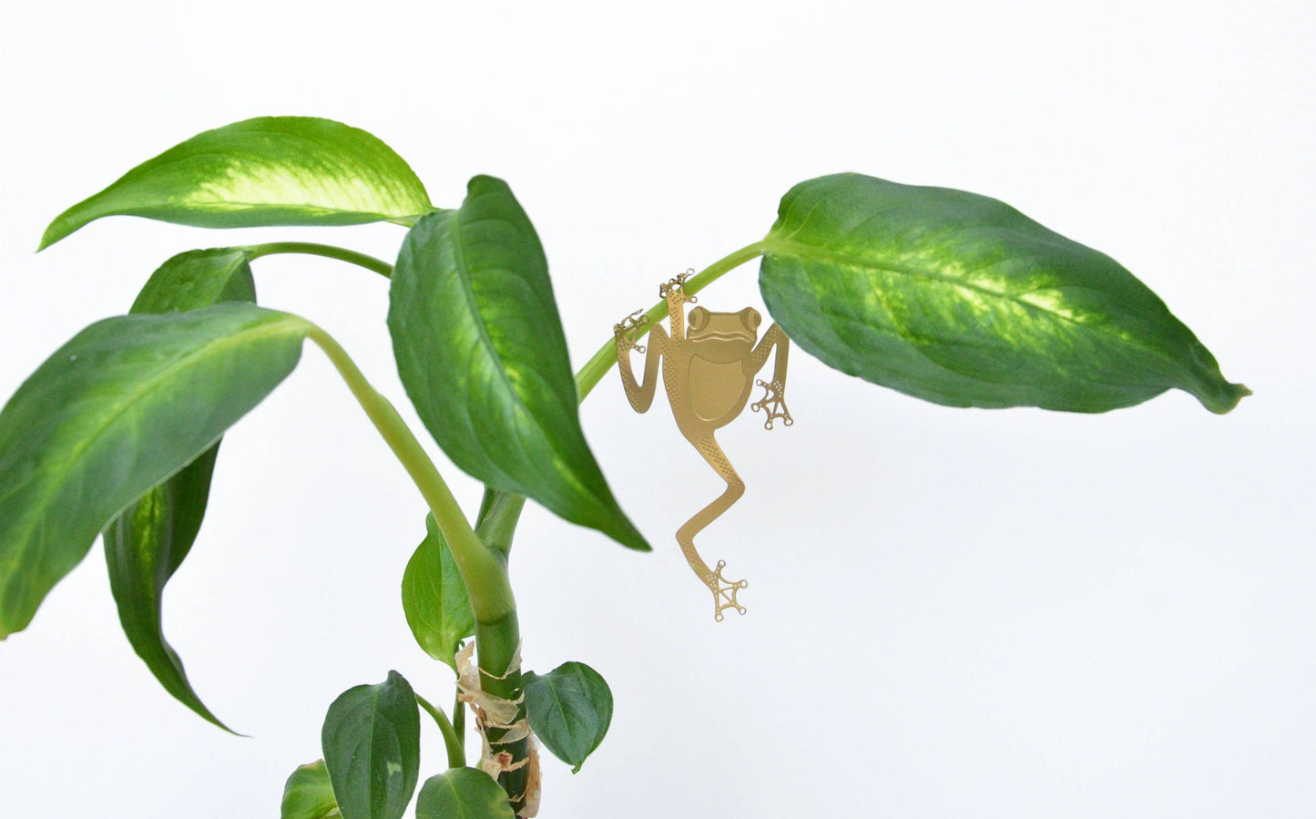 Plant Animal - Tree Frog